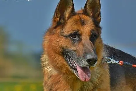 TORIN - nie kupuj, adoptuj ,  świętokrzyskie Kielc