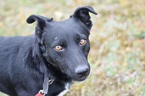 10kg,krótkie łapki,łagodny,wesoły,towarzyski piesek PIKO.Adopcja,  dolnośląskie Wrocław