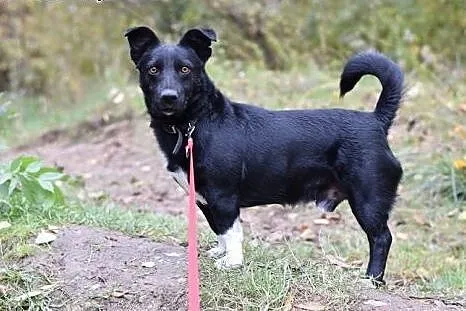 10kg,krótkie łapki,łagodny,wesoły,towarzyski piese