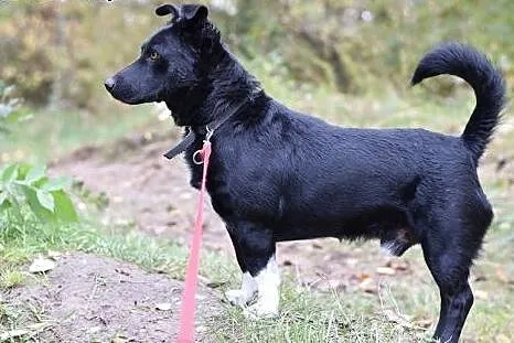 10kg,krótkie łapki,łagodny,wesoły,towarzyski piese