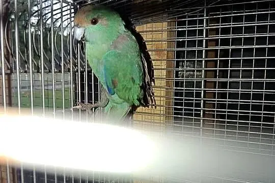 Sprzedam papugę Modrolotkta Koz samiec, Śląskie, Pawonków