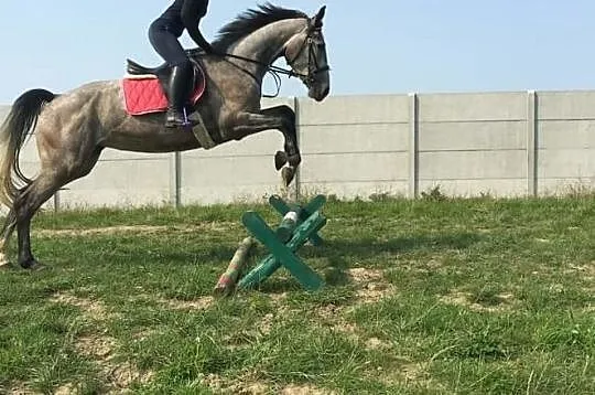 Kupię konia, , 