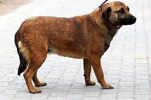 TUJA młodziutka przylepka, mądra, radosna potrzebu