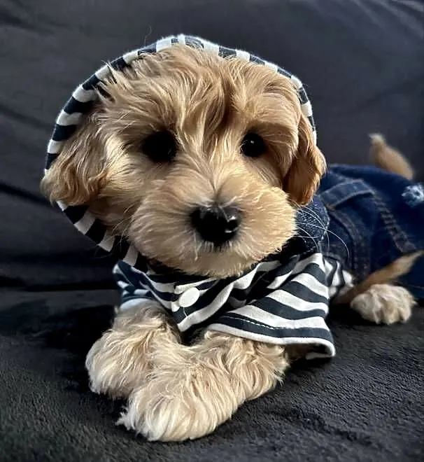 Maltipoo piękny maleńki gotowy do zmiany domu, Małopolskie, Wadowice