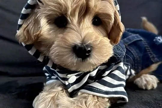Maltipoo piękny maleńki gotowy do zmiany domu, Małopolskie, Wadowice