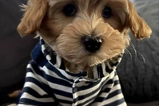 Maltipoo piękny maleńki gotowy do zmiany domu, Małopolskie, Wadowice