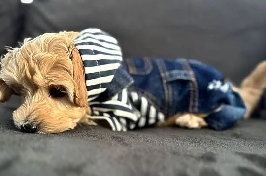 Maltipoo piękny maleńki gotowy do zmiany domu, Małopolskie, Wadowice
