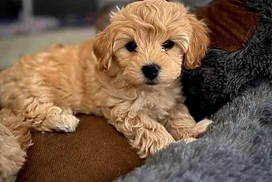 Maltipoo piękny maleńki gotowy do zmiany domu, Małopolskie, Wadowice