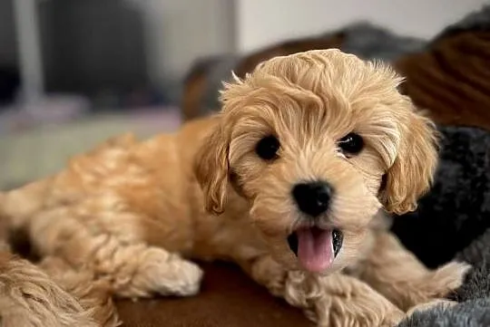 Maltipoo piękny maleńki gotowy do zmiany domu, Małopolskie, Wadowice