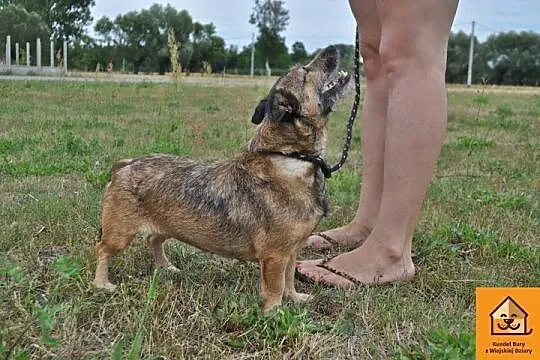 Niezwyczajna Panika, przyjazna MIKROSUNIA szuka do