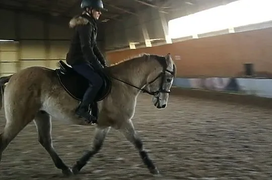Super grzeczny kuc D dla dzieci, , 