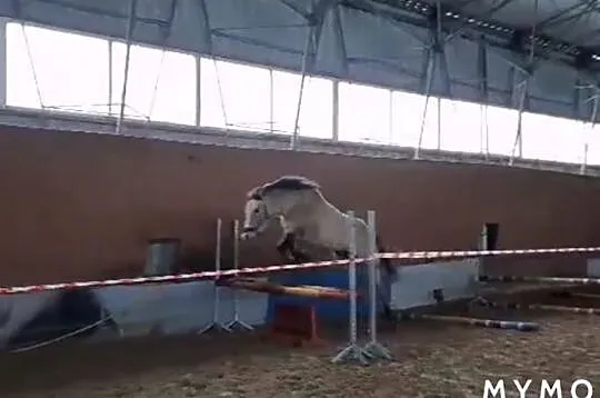 Super grzeczny kuc D dla dzieci, , 