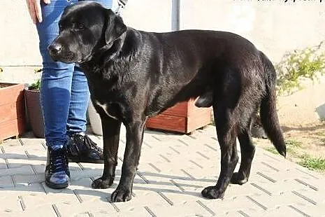 Denzel - pies w typie labradora,  mazowieckie Nowy, Nowy Dwór Mazowiecki