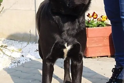 Denzel - pies w typie labradora,  mazowieckie Nowy, Nowy Dwór Mazowiecki