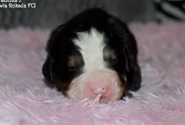 Berneński Pies Pasterski - Mamy szczeniaczki z rod, Częstochowa