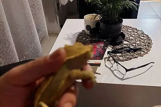 Gekon orzesiony samiec sprzedam, Śląskie, Sosnowiec