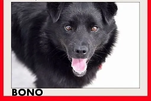 BONO,mały,przyjazny,wesoły piesek szuka domu.ADOPCJA,  dolnośląskie Wrocław