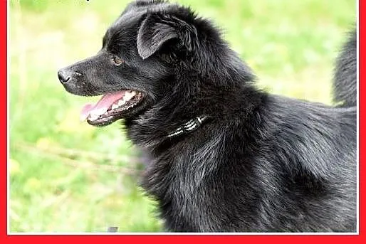 BONO,mały,przyjazny,wesoły piesek szuka domu.ADOPC