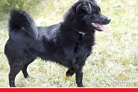 BONO,mały,przyjazny,wesoły piesek szuka domu.ADOPC