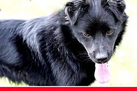 BONO,mały,przyjazny,wesoły piesek szuka domu.ADOPC