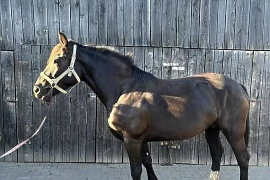 Sprzedam klaczy źrebrną ze źrebakiem