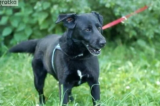 BATON - przyjazny, ciekawski piesek szuka domu, Łódzkie, Skierniewice