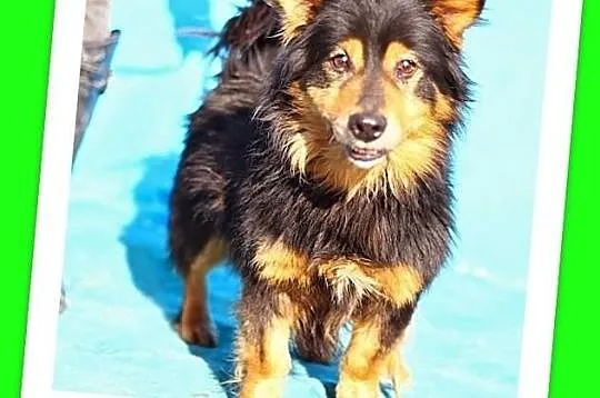 Mały 7kg TADZIK, wesoły,młody,roczny,łagodny,domowy piesek.ADOPCJA