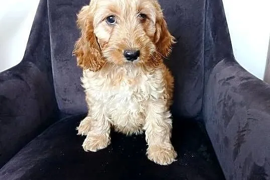 Cockapoo hybryda F1 po pięknych rodzicach, Pomorskie, Starogard Gdański
