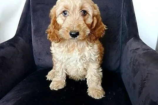 Cockapoo hybryda F1 po pięknych rodzicach, Pomorskie, Starogard Gdański