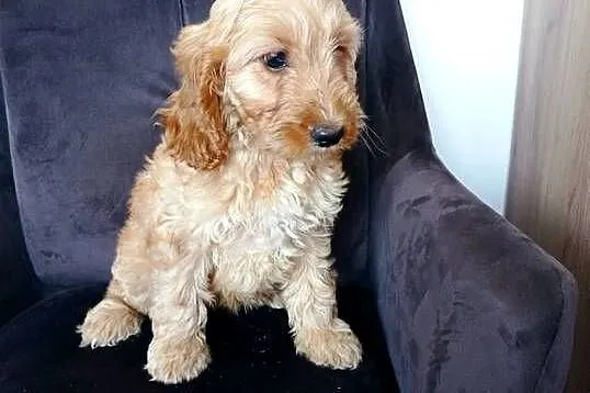 Cockapoo hybryda F1 po pięknych rodzicach, Pomorskie, Starogard Gdański