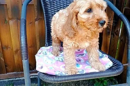 Cockapoo hybryda F1 po pięknych rodzicach, Pomorskie, Starogard Gdański