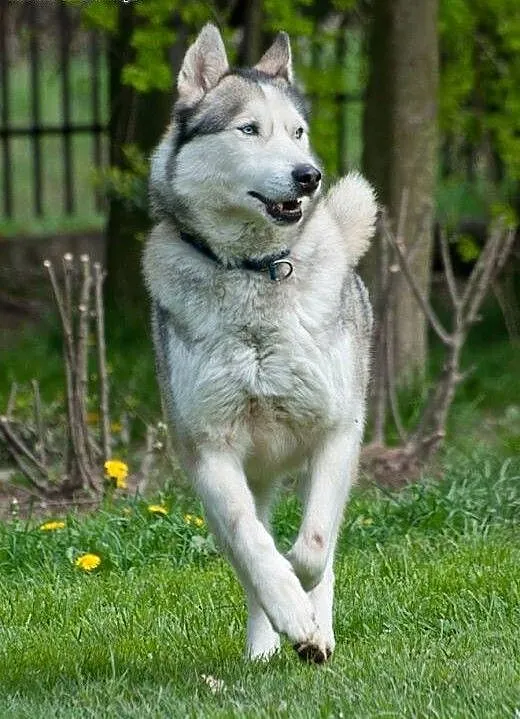 KUSKO- energiczny, inteligentny pies husky do adop