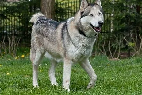 KUSKO- energiczny, inteligentny pies husky do adop