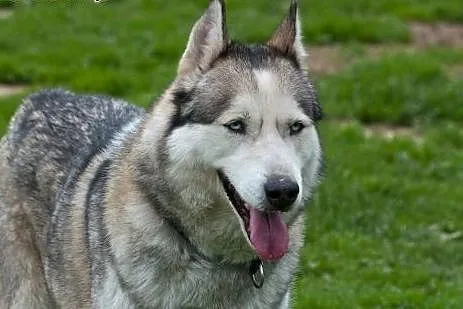 KUSKO- energiczny, inteligentny pies husky do adop