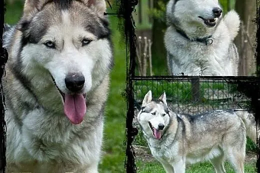 KUSKO- energiczny, inteligentny pies husky do adop