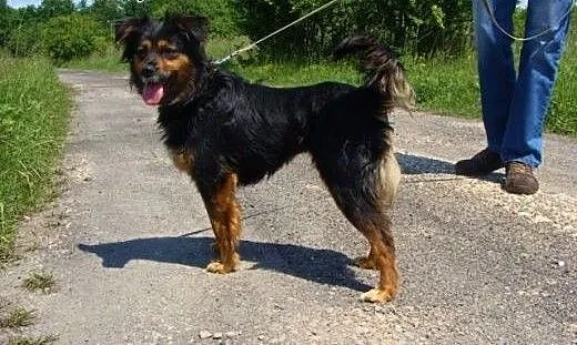 Alis - wrażliwa sunia szuka troskliwego domu, maz