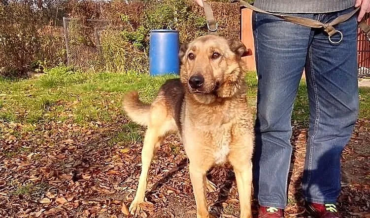 Luger do adopcji