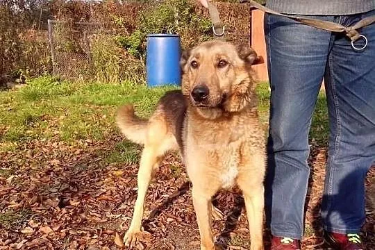 Luger do adopcji