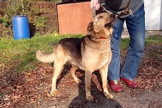 Luger do adopcji