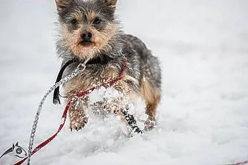 Scooby - mały urwis do adopcji,  małopolskie Krakó