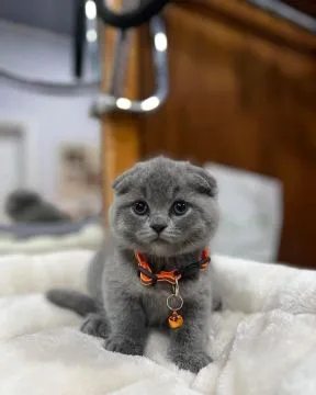 Kocięta brytyjskie krótkowłose do adopcji:{{juliapietrzak54@gmail.com}], , Lody