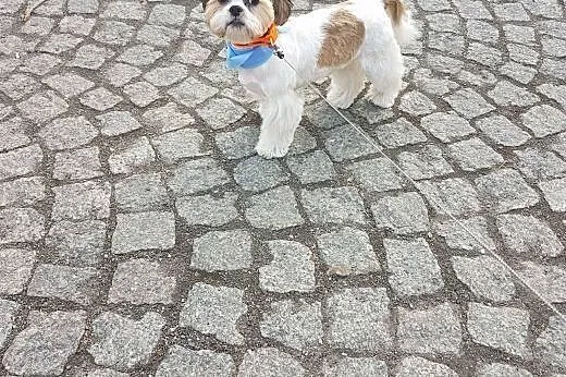 Piesek shih tzu,  dolnośląskie Legnica