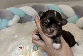 Chihuahua mini piesek czekoladowy długowłosy badania DNA piękny