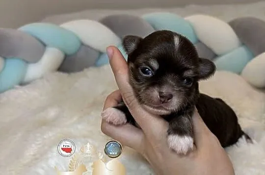 Chihuahua mini piesek czekoladowy długowłosy badania DNA piękny, Łódzkie, Bełchatów