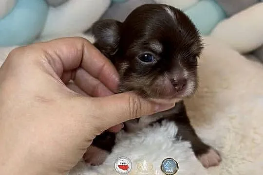 Chihuahua mini piesek czekoladowy długowłosy badania DNA piękny, Łódzkie, Bełchatów