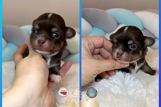 Chihuahua mini piesek czekoladowy długowłosy badania DNA piękny, Łódzkie, Bełchatów