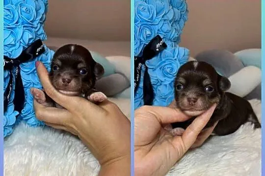 Chihuahua mini piesek czekoladowy długowłosy badania DNA piękny, Łódzkie, Bełchatów