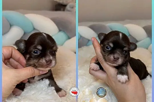 Chihuahua mini piesek czekoladowy długowłosy badania DNA piękny, Łódzkie, Bełchatów