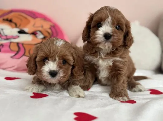 Cavapoo - szczeniaczki, pieski i suczki, tata Pudel Toy, mama Cavalier, , Częstochowa 