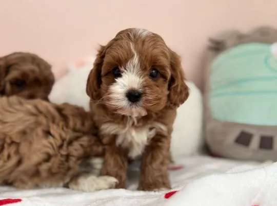 Cavapoo - szczeniaczki, pieski i suczki, tata Pudel Toy, mama Cavalier, , Częstochowa 